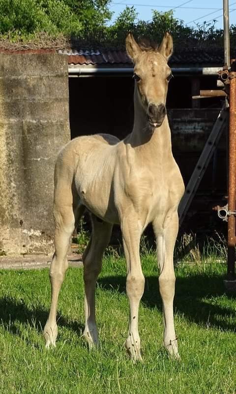 Welsh Cob (sec D) Caederwen Jamieson billede 3