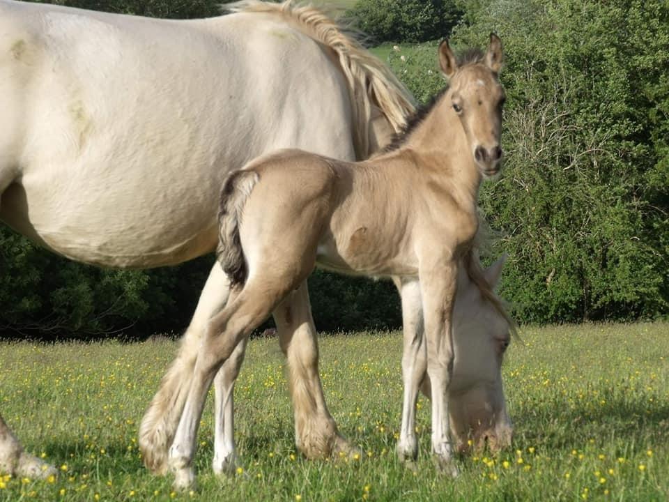 Welsh Cob (sec D) Caederwen Jamieson billede 5