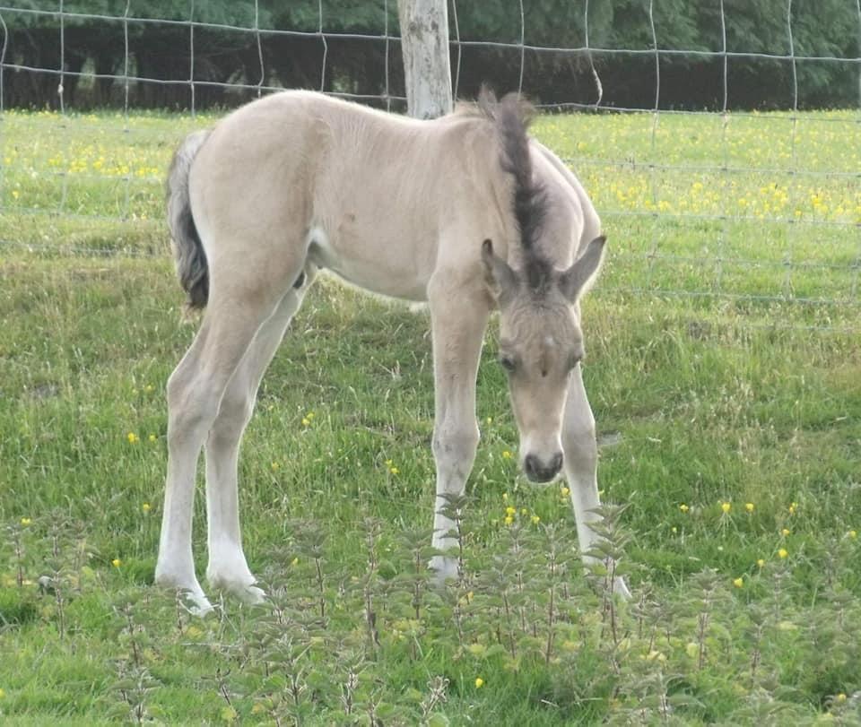 Welsh Cob (sec D) Caederwen Jamieson billede 6