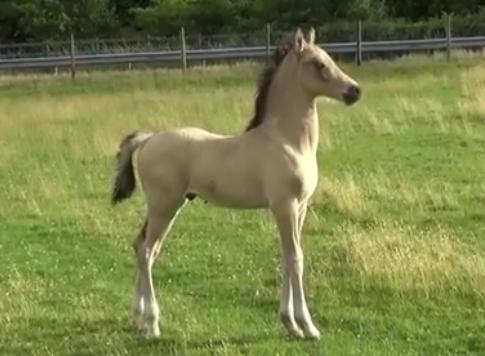 Welsh Cob (sec D) Caederwen Jamieson billede 4