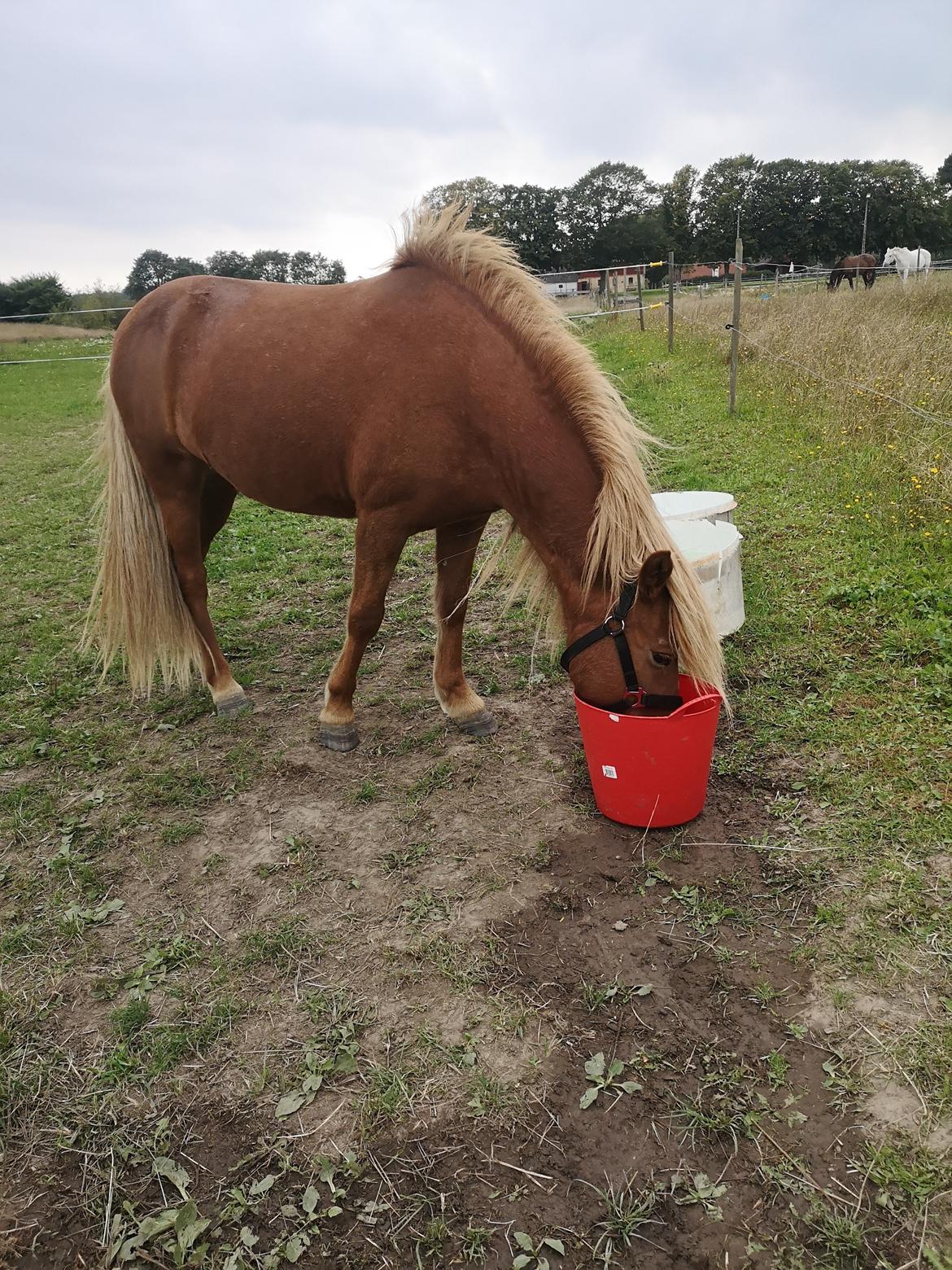 Islænder Náttsól Ninja Nyx billede 14