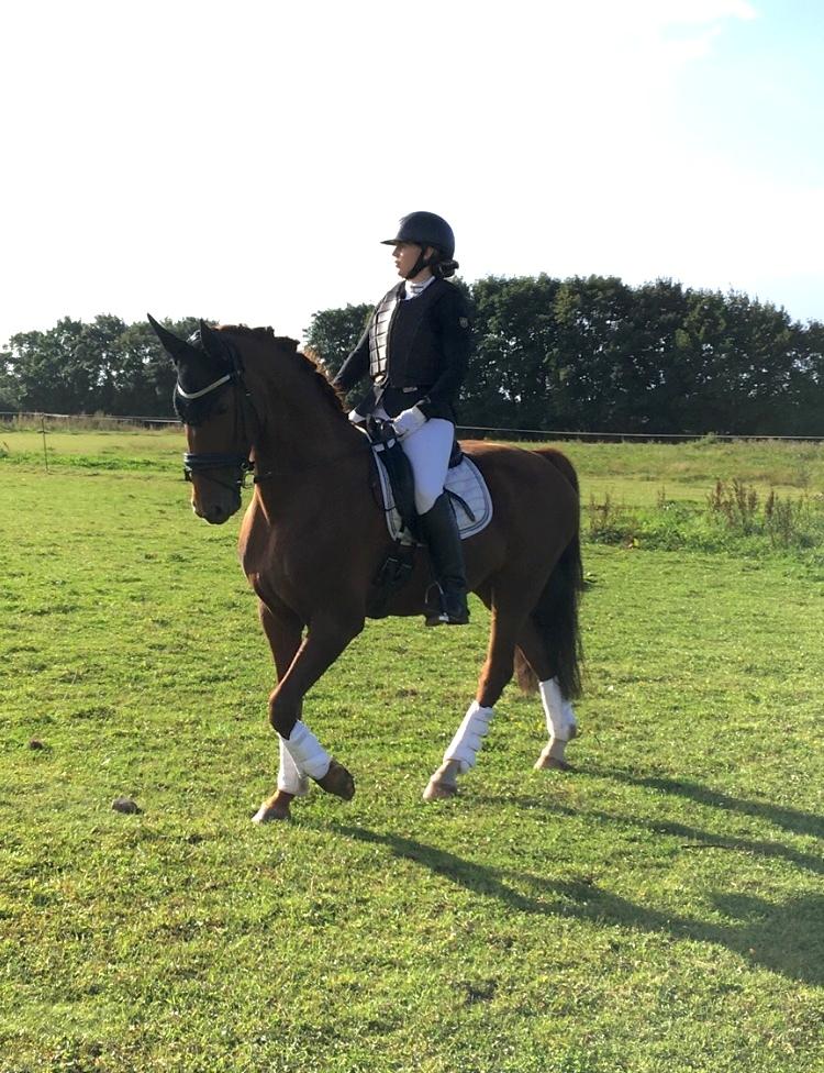 Hollandsk Varmblod Gunette billede 5