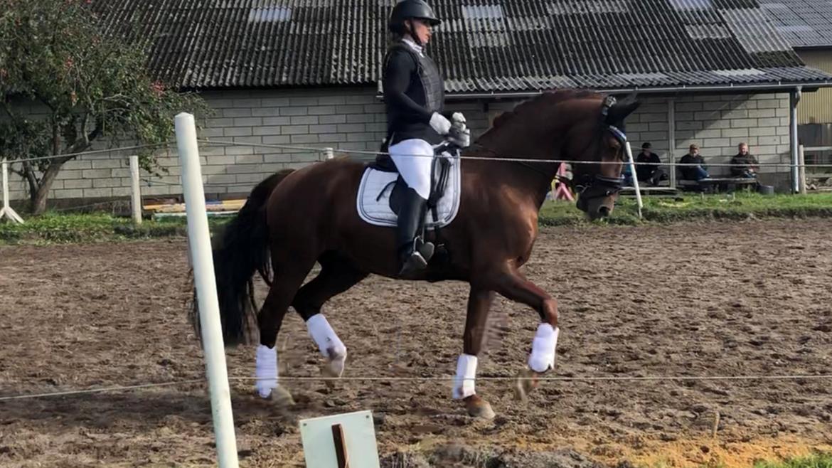 Hollandsk Varmblod Gunette billede 1