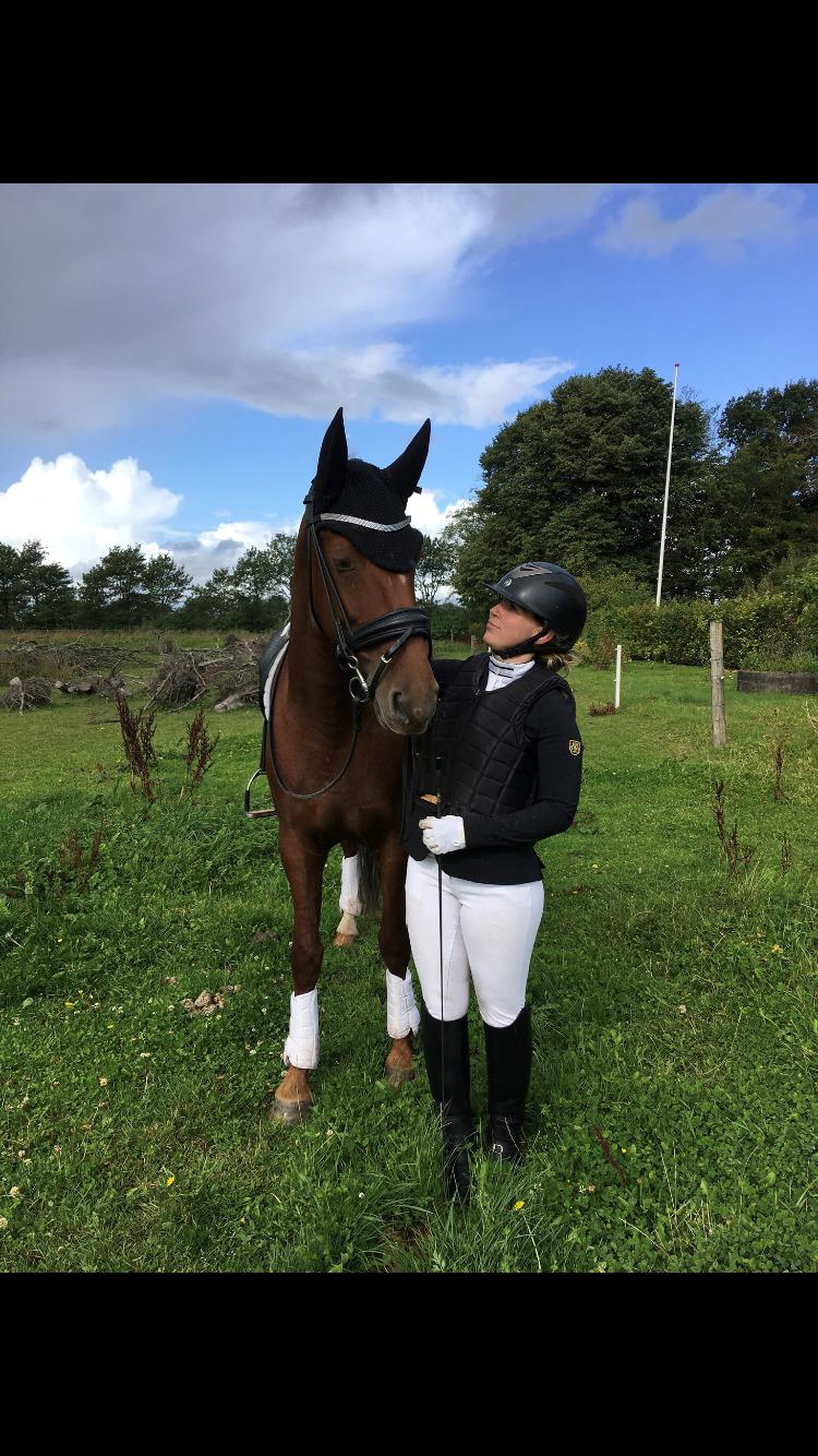 Hollandsk Varmblod Gunette billede 2