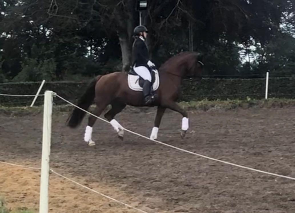 Hollandsk Varmblod Gunette billede 4