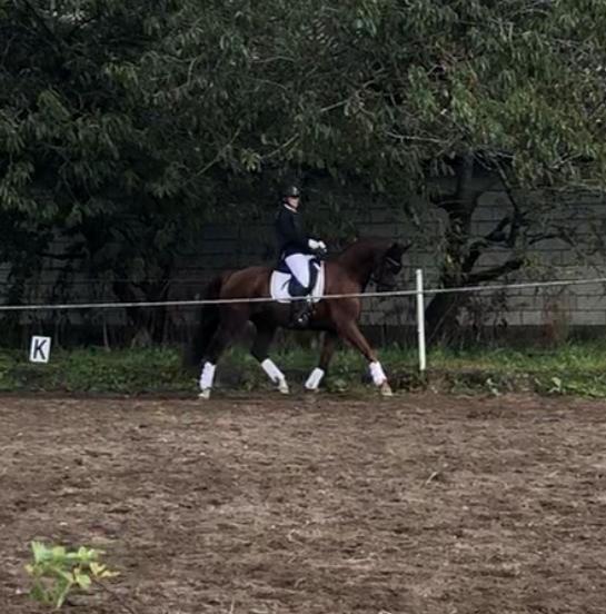 Hollandsk Varmblod Gunette billede 6