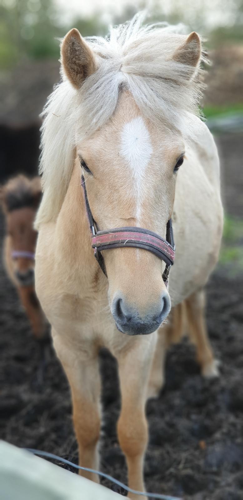 Islænder Ósk fra Haldgården SOLGT billede 5