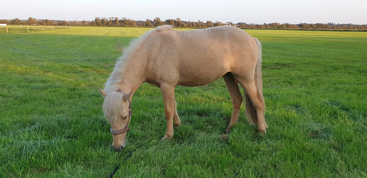 Islænder Ósk fra Haldgården SOLGT billede 6