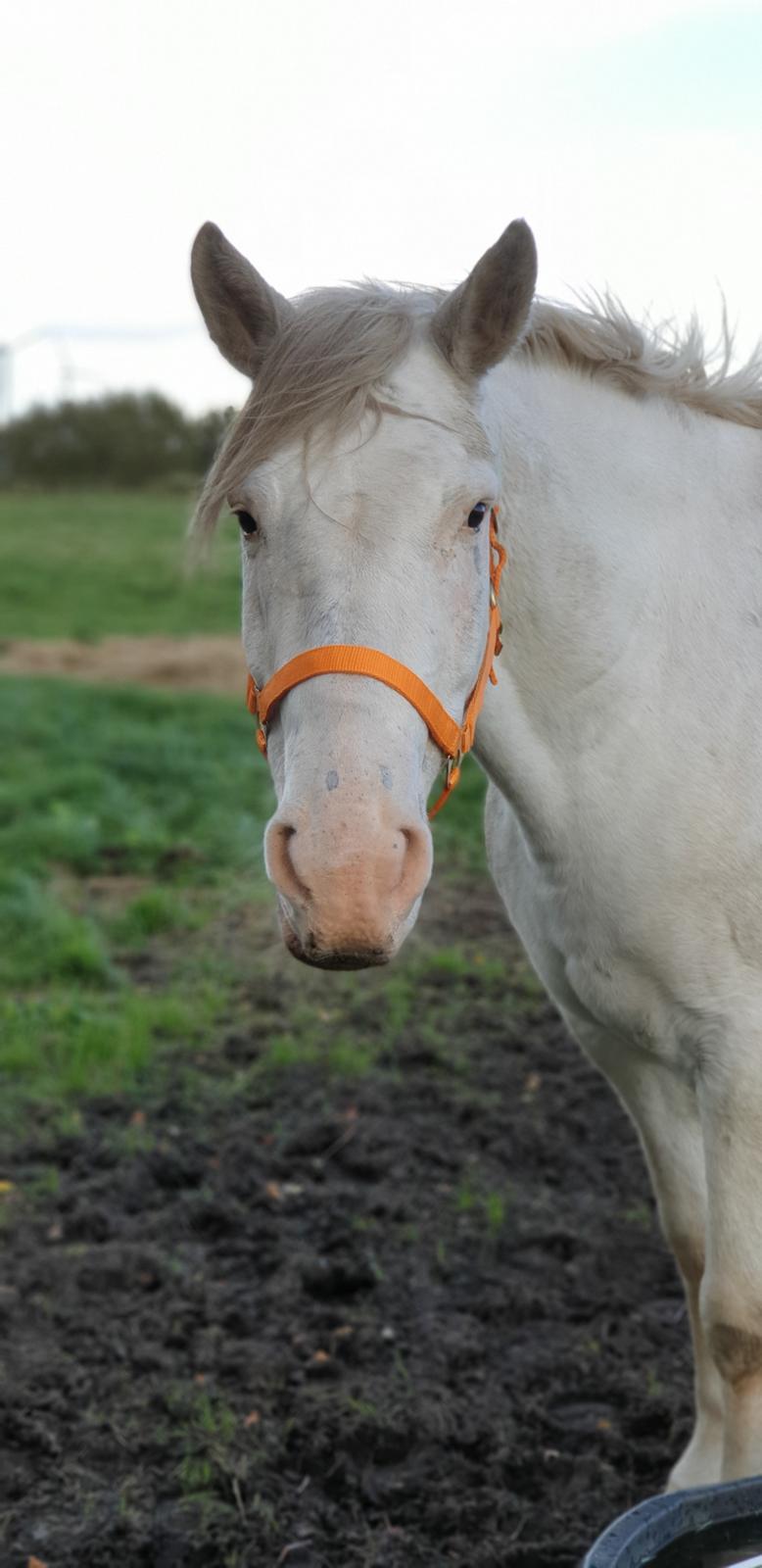 Knabstrupper Donna SOLGT billede 1