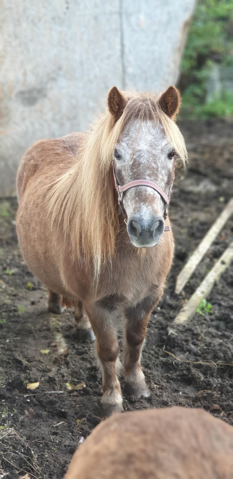 Knabstrupper Pippi SOLGT billede 1