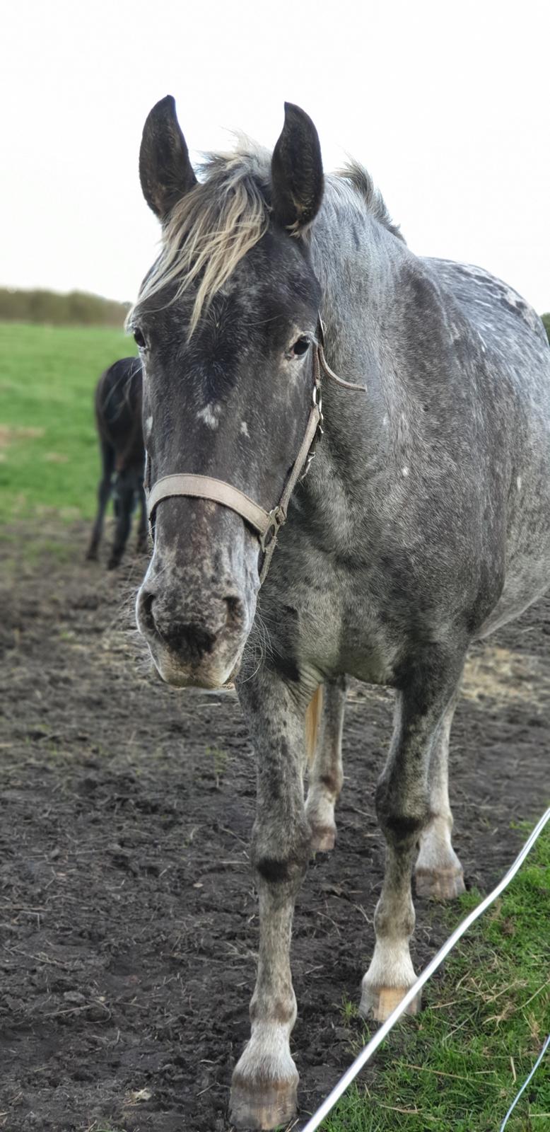 Anden særlig race Beuty billede 3