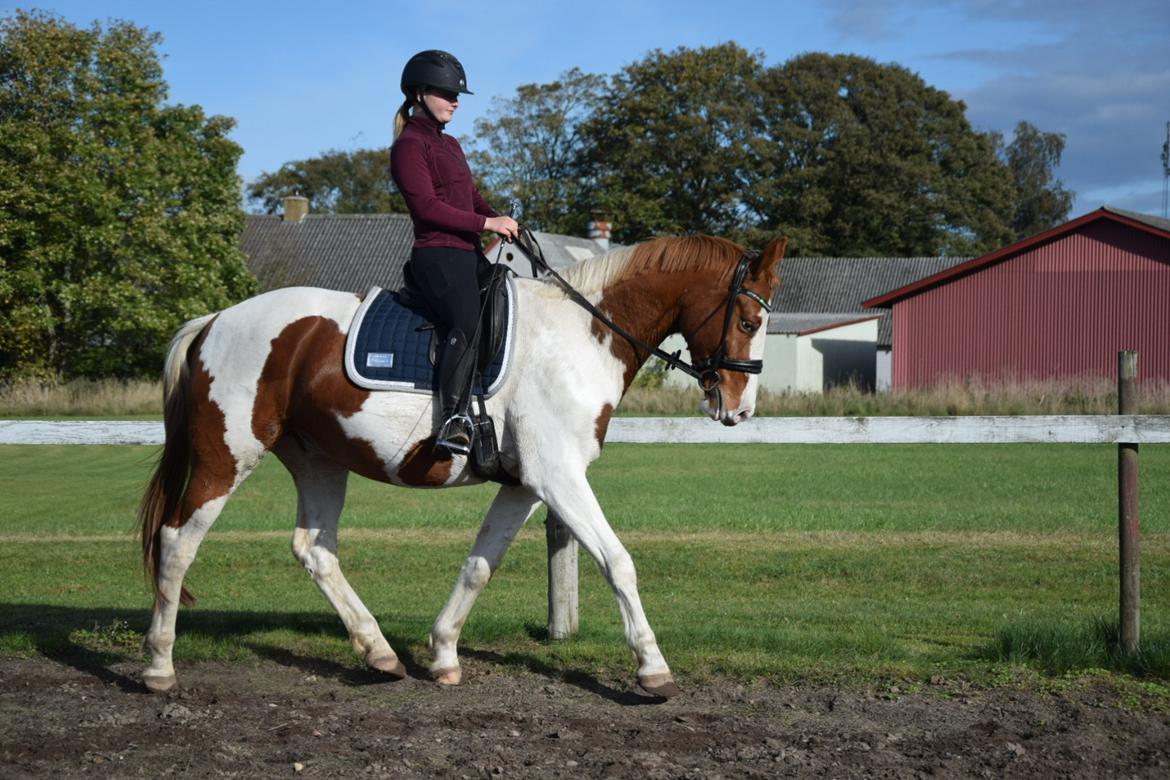 Anden særlig race Thusgaard's Yakari billede 3