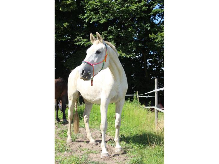 {{currentPhoto.altText}} billede {{currentPhoto.number}}