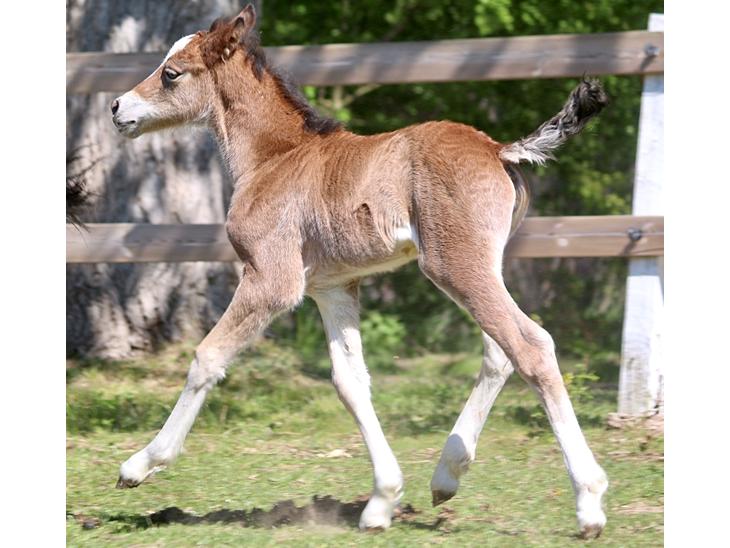 Welsh Cob (sec D) Rhosynfryd Rosiebelle billede 1