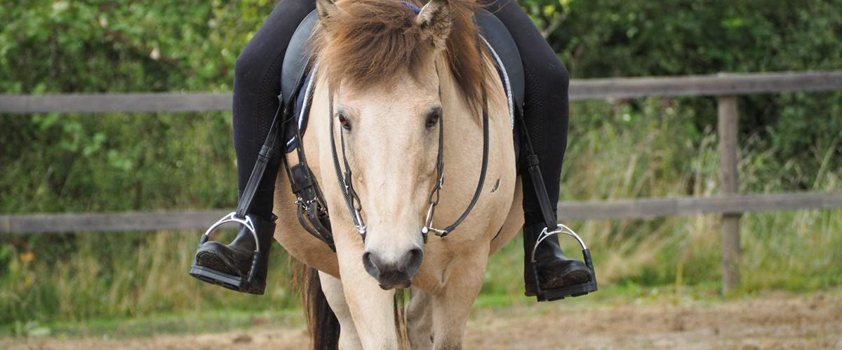 Islænder Frodi 2000 Frodi er en helt igennem fant...