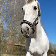 Pura Raza Española Finito Cre ll