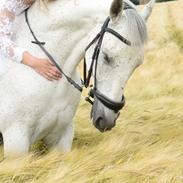 Pura Raza Española Finito Cre ll