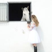 Pura Raza Española Finito Cre ll