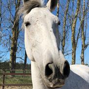 Pura Raza Española Finito Cre ll