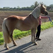 Haflinger Malous Mischa (lady)