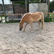Haflinger Malous Mischa (lady)