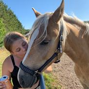 Haflinger Malous Mischa (lady)