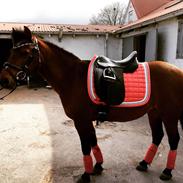 Anden særlig race Figaros Lille fix