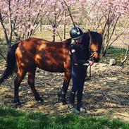 Anden særlig race Figaros Lille fix