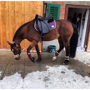 Welsh Cob (sec D) Etnies des Jodlies