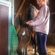 Welsh Cob (sec D) Etnies des Jodlies