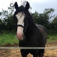Irish Cob Crossbreed Darwins Genevieve