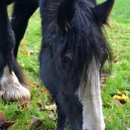 Irish Cob Crossbreed Darwins Genevieve