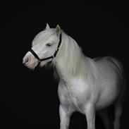 Irish Cob Unique Giants Envy