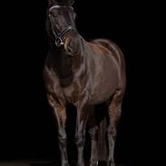 Holstener Iris von Harknag