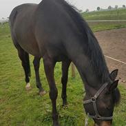 Holstener Iris von Harknag