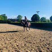 Holstener Iris von Harknag