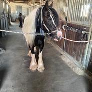 Irish Cob Enggårds Isabella