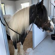 Irish Cob Enggårds Isabella