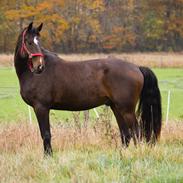 Dansk Varmblod Doolittle khan