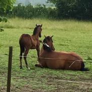 Dansk Varmblod Grace P