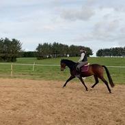 Dansk Varmblod Grace P