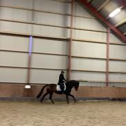 Dansk Varmblod Grace P