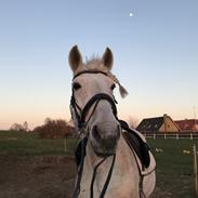 Pura Raza Española Bandolero CXLII
