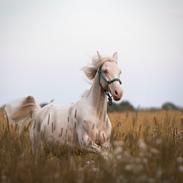 Welsh Partbred (Sec F) Margurittens Onyx