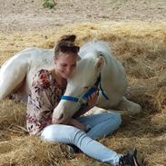Welsh Partbred (Sec F) Margurittens Onyx