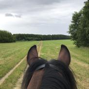 Connemara Dalshøj Horton