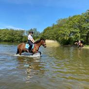 Anden særlig race Rico