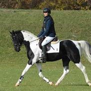 Pinto Araber SH Secret Legacy