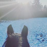 Fell pony - Horshauges Cara Mia