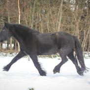 Fell pony - Horshauges Cara Mia